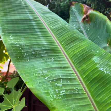 Nasiona Bananowca Cheesmana - Musa Cheesmanii
