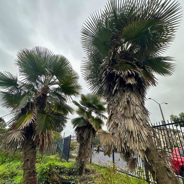 Nasiona Szorstkowca Ukhrulensis - Trachycarpus Ukhrulensis