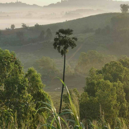 Nasiona Palmy Liwistona Speciosa - Livistona Speciosa