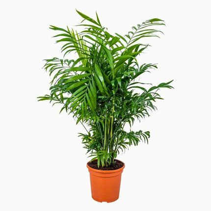 Nasiona Palmy Koralowej - Chamaedorea Elegans