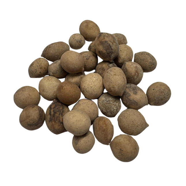 Nasiona Palmy Liwistona Speciosa - Livistona Speciosa
