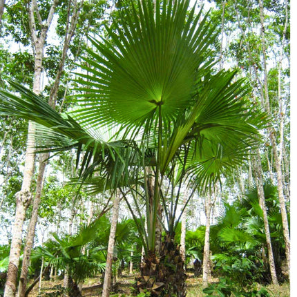 Nasiona Palmy Liwistona Speciosa - Livistona Speciosa