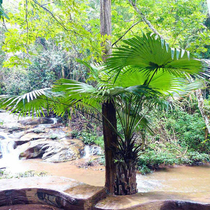 Nasiona Palmy Liwistona Speciosa - Livistona Speciosa