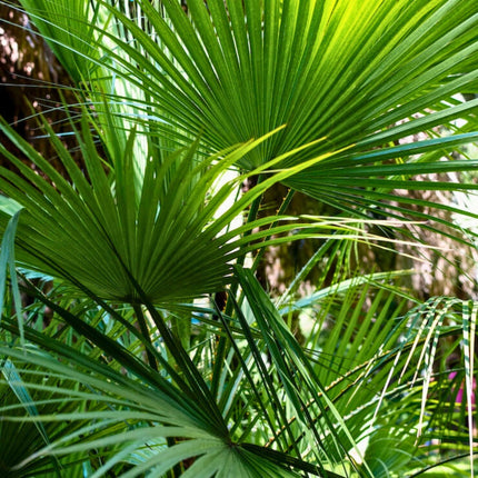 Nasiona Palmy Liwistona Speciosa - Livistona Speciosa