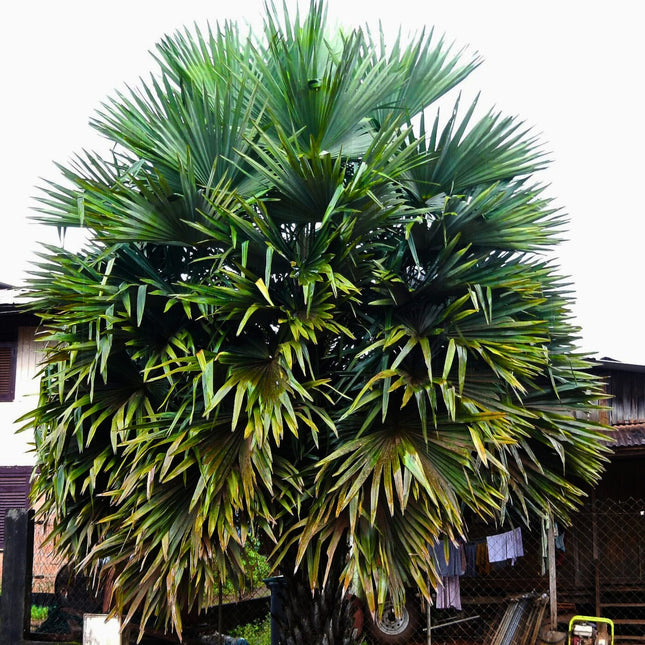 Nasiona Palmy Liwistona Speciosa - Livistona Speciosa