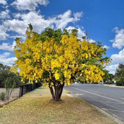 Nasiona Strączyńca Cewiastego - Cassia Fistula