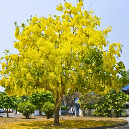 Nasiona Strączyńca Cewiastego - Cassia Fistula