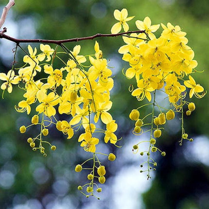 Nasiona Strączyńca Cewiastego - Cassia Fistula