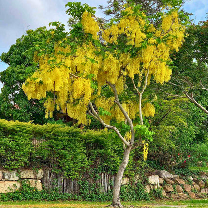 Nasiona Strączyńca Cewiastego - Cassia Fistula
