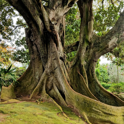 Nasiona Figowca Bengalskiego - Ficus Benghalensis