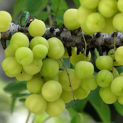 Nasiona Agrestu Indyjskiego - Phyllanthus Emblica