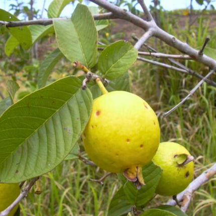 Sjemenke guave obične - Psidium Guajava