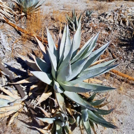 Nasiona Agawy Pustynnej - Agave Deserti