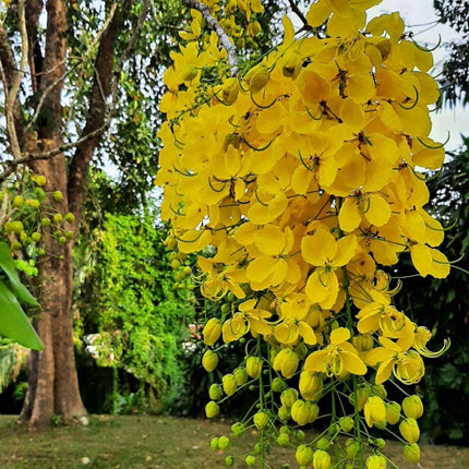 Nasiona Strączyńca Cewiastego - Cassia Fistula