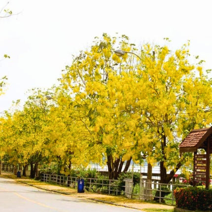 Nasiona Strączyńca Cewiastego - Cassia Fistula