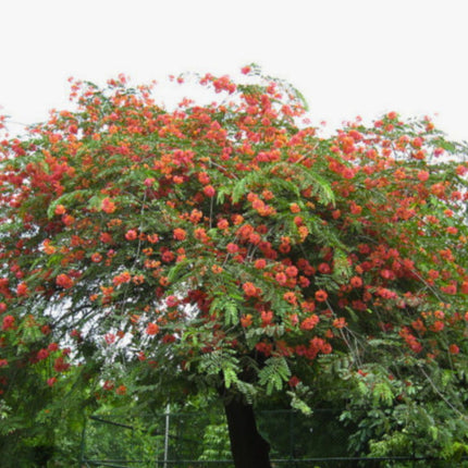 Nasiona Kasji Czerwonej - Cassia Roxburghii