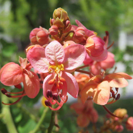 Nasiona Kasji Czerwonej - Cassia Roxburghii