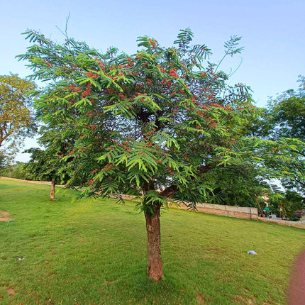 Nasiona Kasji Czerwonej - Cassia Roxburghii