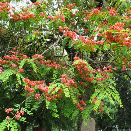 Nasiona Kasji Czerwonej - Cassia Roxburghii