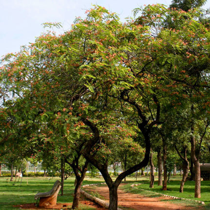Nasiona Kasji Czerwonej - Cassia Roxburghii