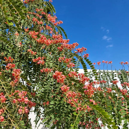Nasiona Kasji Czerwonej - Cassia Roxburghii