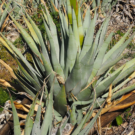 Nasiona Agawy Pustynnej - Agave Deserti