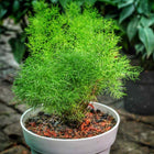 Nasiona Szparaga Sprengera (Asparagus aethiopicus)