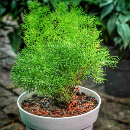 Nasiona Szparaga Sprengera - Asparagus Aethiopicus