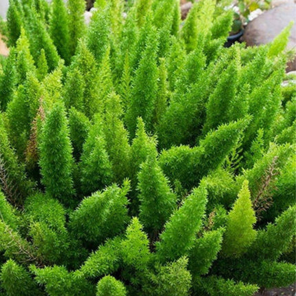Nasiona Szparaga Sprengera - Asparagus Aethiopicus