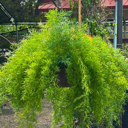 Nasiona Szparaga Sprengera - Asparagus Aethiopicus