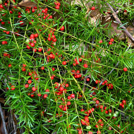 Nasiona Szparaga Sprengera - Asparagus Aethiopicus
