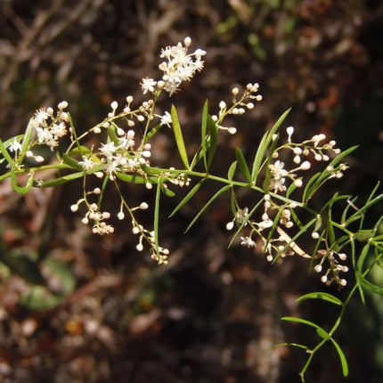 Nasiona Szparaga Sprengera - Asparagus Aethiopicus