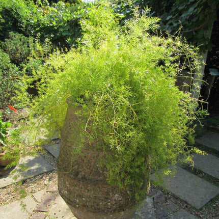 Nasiona Szparaga Sprengera - Asparagus Aethiopicus
