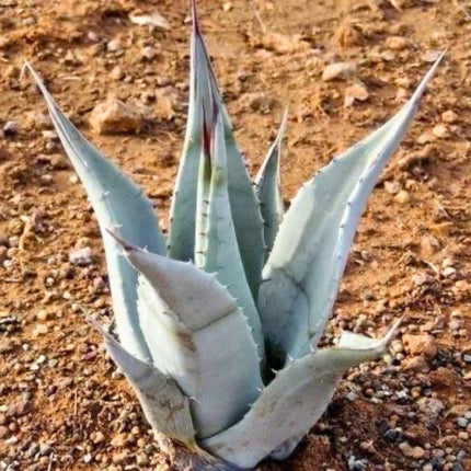 Nasiona Agawy Pustynnej - Agave Deserti