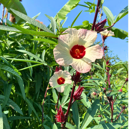 Nasiona Ketmii Szczawiowej - Hibiscus Sabdariffa