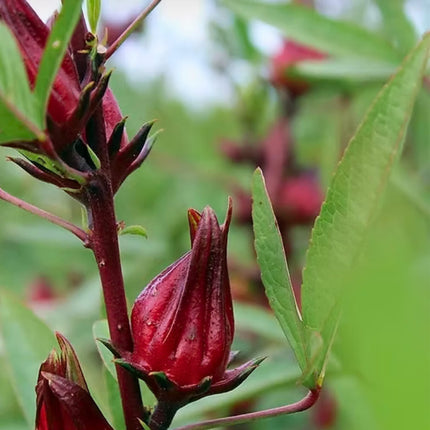 Nasiona Ketmii Szczawiowej - Hibiscus Sabdariffa