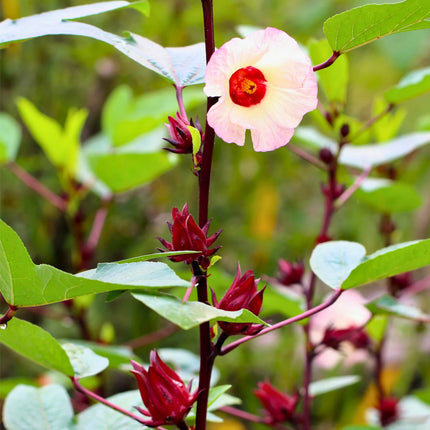 Nasiona Ketmii Szczawiowej - Hibiscus Sabdariffa