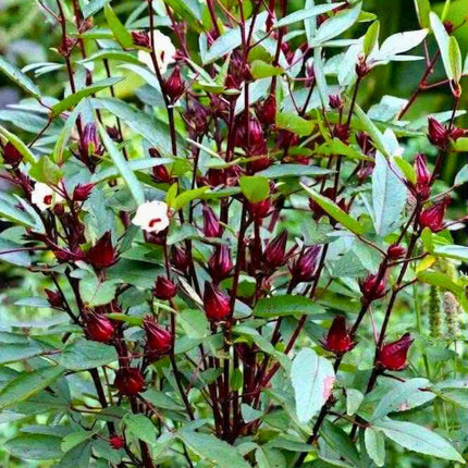 Nasiona Ketmii Szczawiowej - Hibiscus Sabdariffa