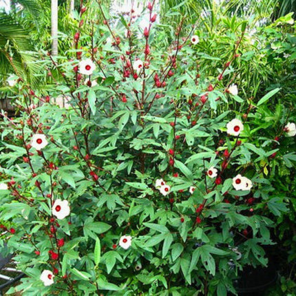 Nasiona Ketmii Szczawiowej - Hibiscus Sabdariffa