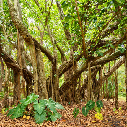 Nasiona Figi Olbrzymiolistnej - Ficus Lutea