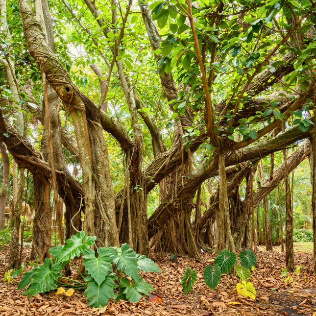 Nasiona Figi Olbrzymiolistnej - Ficus Lutea