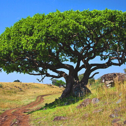 Nasiona Figi Olbrzymiolistnej - Ficus Lutea