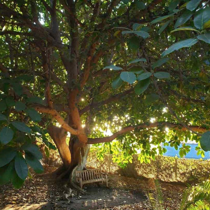 Nasiona Figi Olbrzymiolistnej - Ficus Lutea