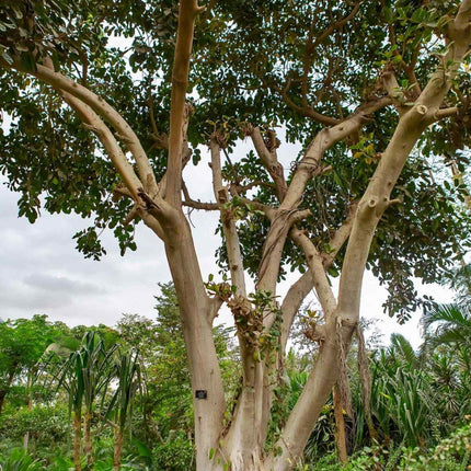Nasiona Figi Olbrzymiolistnej - Ficus Lutea
