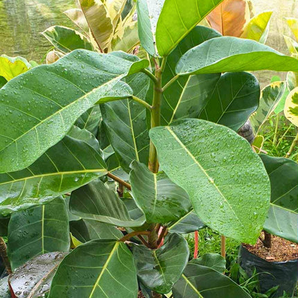 Nasiona Figi Olbrzymiolistnej - Ficus Lutea