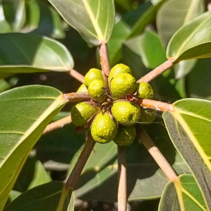 Nasiona Figi Olbrzymiolistnej - Ficus Lutea