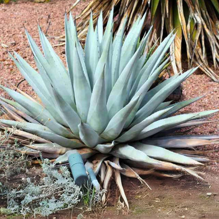 Nasiona Agawy Pustynnej - Agave Deserti