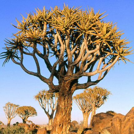 Nasiona Drzewa Kołczanowego - Aloe Dichotoma