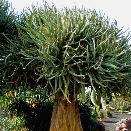 Nasiona Drzewa Kołczanowego - Aloe Dichotoma