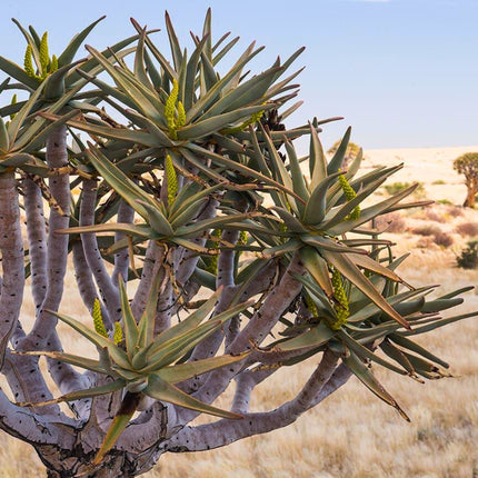 Nasiona Drzewa Kołczanowego - Aloe Dichotoma